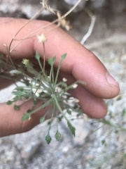 Pleurocoronis pluriseta