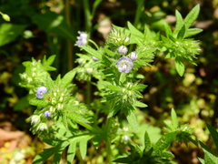 Phacelia purshii