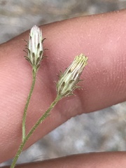 Pleurocoronis pluriseta