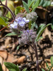 Phacelia breweri