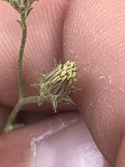 Pleurocoronis pluriseta