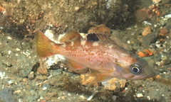 Sebastes flavidus
