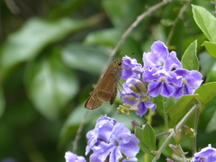 Panoquina lucas