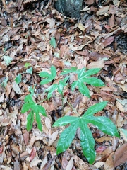 Fatsia