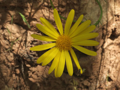 Senecio flaccidus monoensis