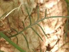 Senecio flaccidus monoensis