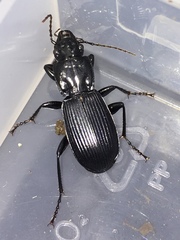 Pterostichus lama