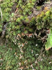 Dawsonia