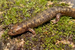 Desmognathus marmoratus