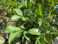 Syzygium simile