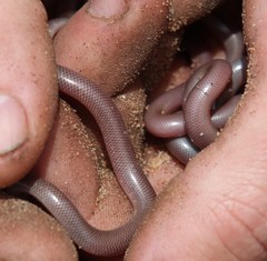 Rhinotyphlops lalandei