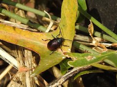Freudeita cupripennis