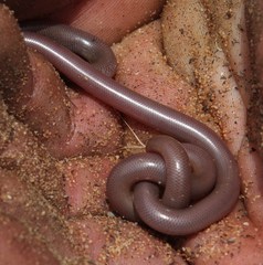 Rhinotyphlops lalandei