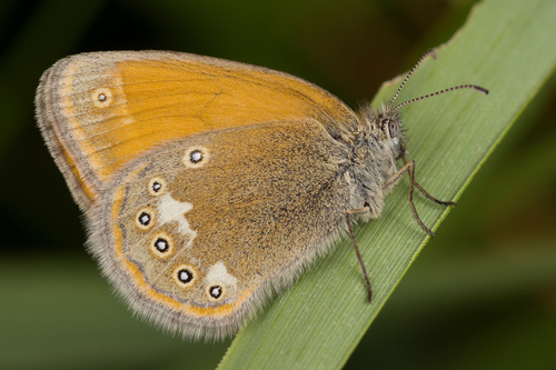 Tamsusis Satyriukas nuotrauka