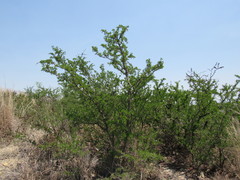 Vachellia rigidula