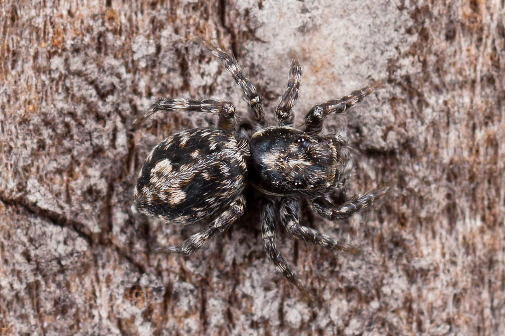 Attulus terebratus, photo 1 of 10