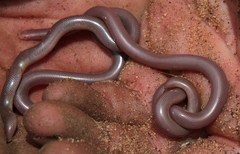 Rhinotyphlops lalandei