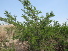 Vachellia rigidula