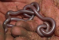 Rhinotyphlops lalandei