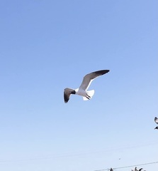 Leucophaeus atricilla