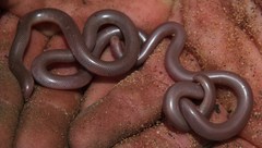 Rhinotyphlops lalandei