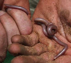 Rhinotyphlops lalandei