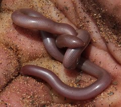 Rhinotyphlops lalandei