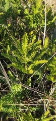 Sticherus cryptocarpus