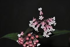 Asclepias pellucida