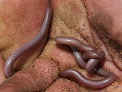 Rhinotyphlops lalandei