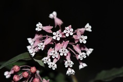 Asclepias pellucida