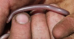 Rhinotyphlops lalandei