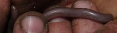 Rhinotyphlops lalandei
