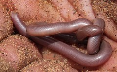 Rhinotyphlops lalandei