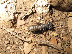 Mastigoproctus tohono