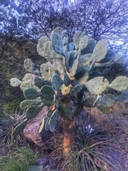 Opuntia quimilo