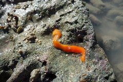 Tubulanus