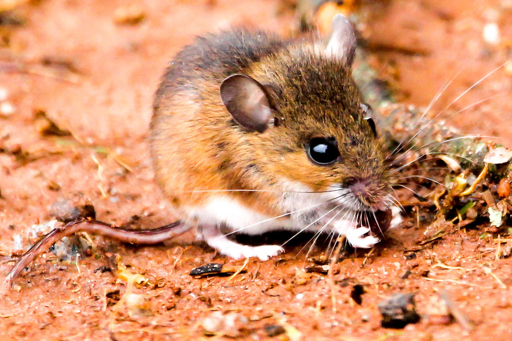 White-footed Mouse (Peromyscus leucopus) - Know Your Mammals