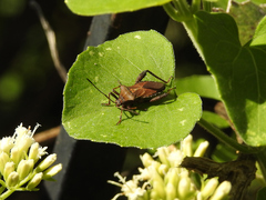 Camptischium