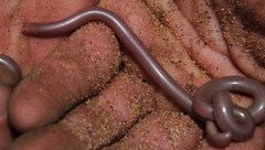 Rhinotyphlops lalandei