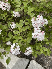 Viburnum carlesii