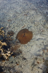 Fungia fungites