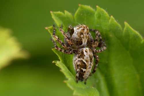 Oxyopes ramosus