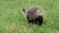 Erethizon dorsatum dorsatum