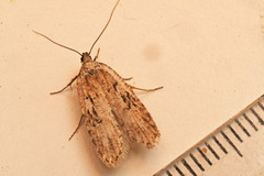 Semioscopis