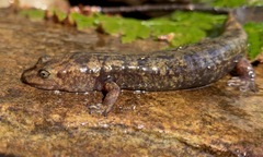 Desmognathus marmoratus