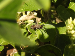 Camptischium