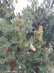 Banksia praemorsa