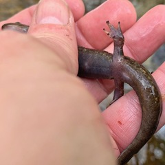 Desmognathus marmoratus