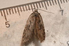 Semioscopis